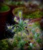dorosłe okazy / adult plants